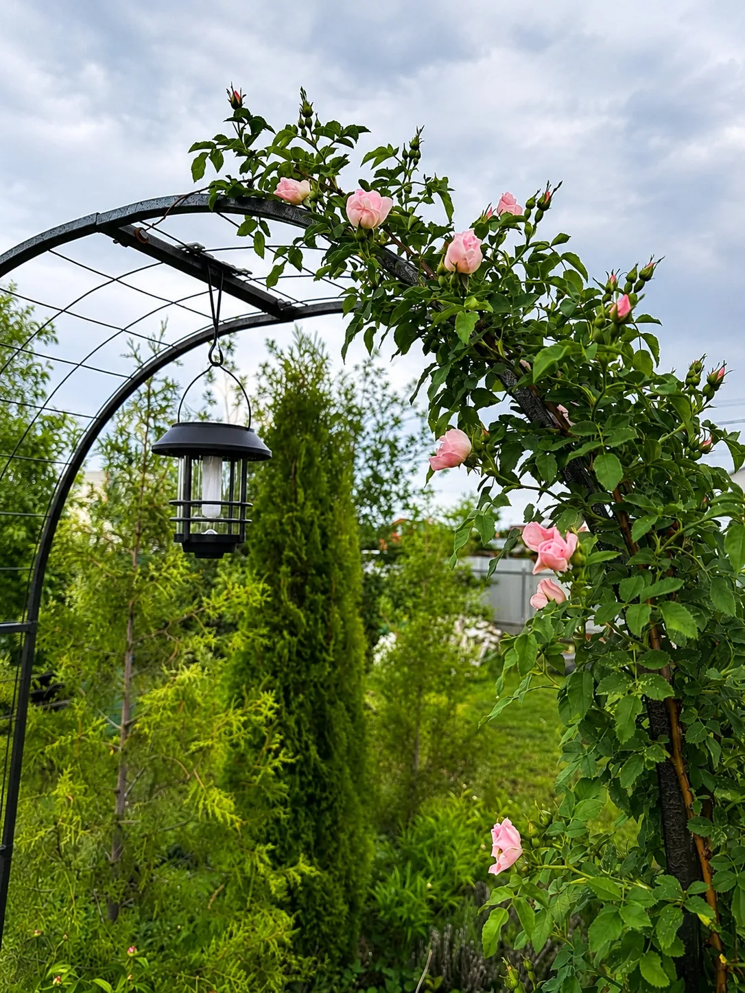 Моя плетистая роза и её первое цветение 🌹🌹🥀