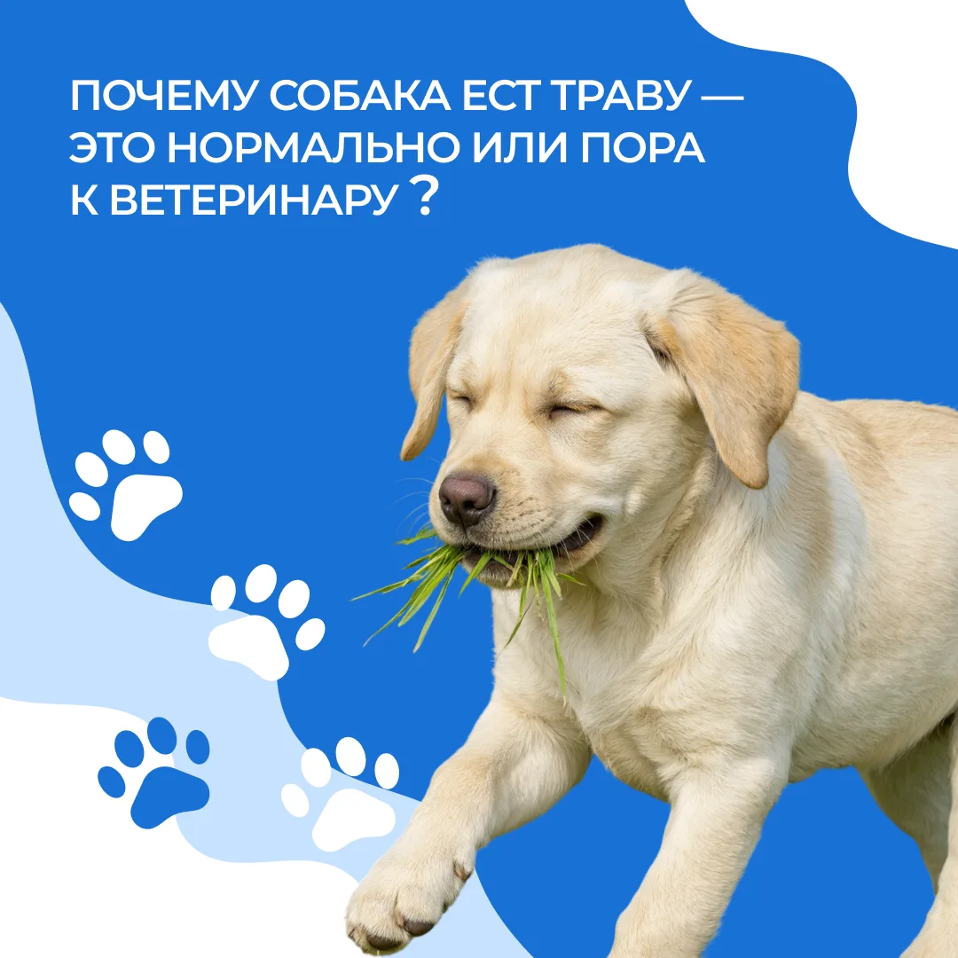 Летом многие владельцы замечают одну и ту же картину: во время прогулки собака с удовол...