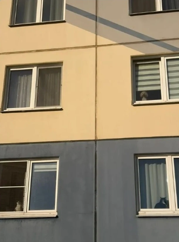 Пока все на работе, пушистики заняли свои посты😃