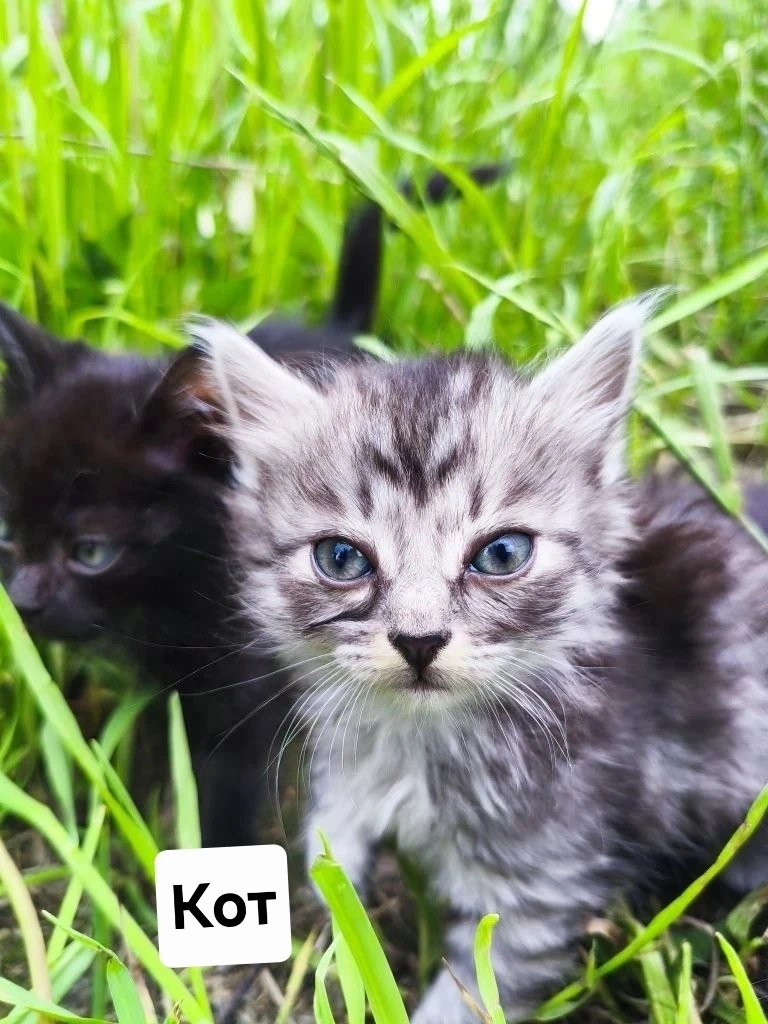 🐈 Котята в поисках дома, примерный возраст 1-2 месяца
😻 Адекватные, ручные
✅ Кастрированы
📥 Ходят