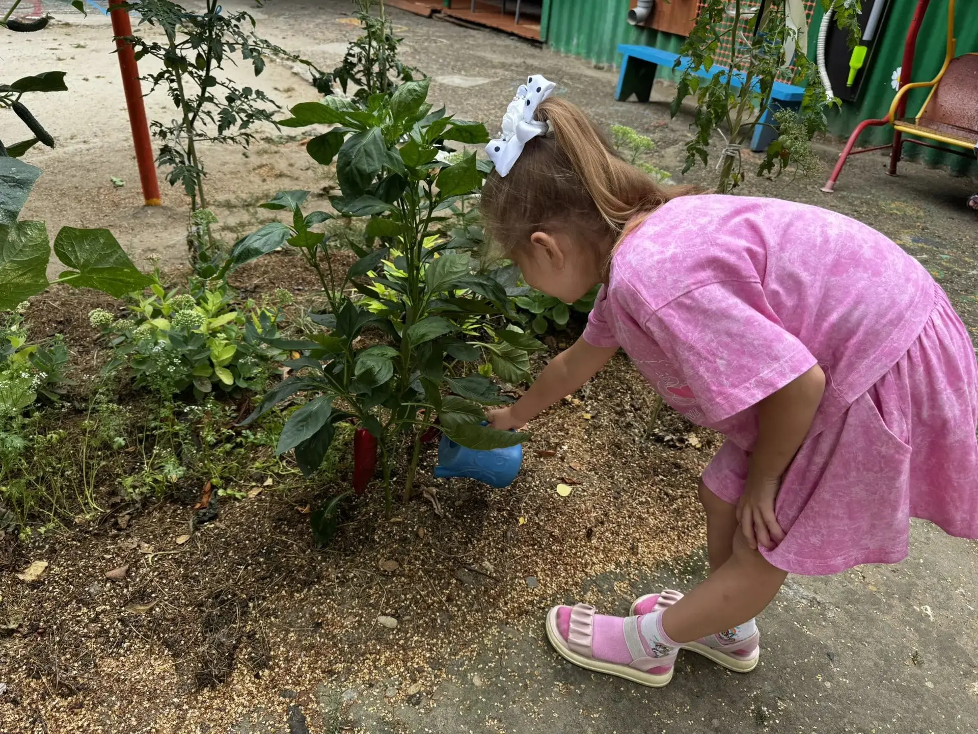 🍅🥒Первый урожай — наша общая победа! 👍
