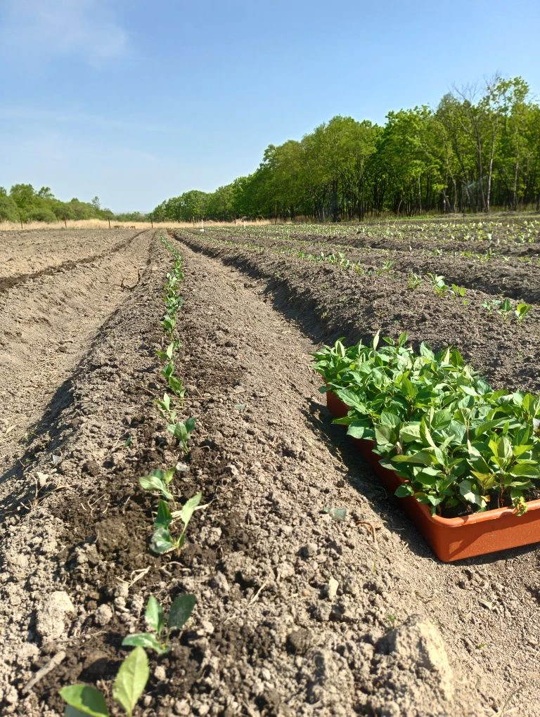 Высаживаем рассаду 🌱 яблоньки.
