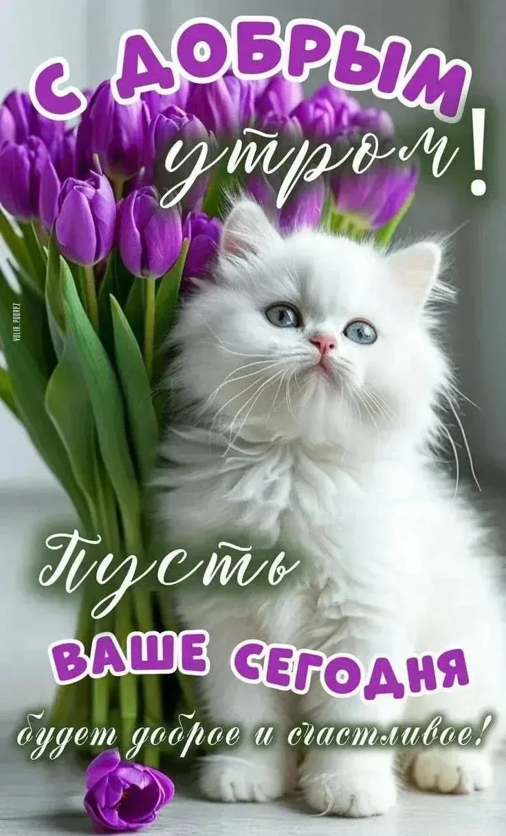 🌺ОТКРЫТКИ И ПОЗДРАВЛЕНИЯ 🌺