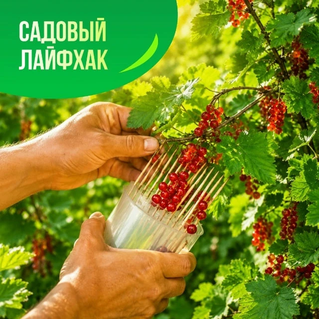 САДОВЫЙ ЛАЙФХАК