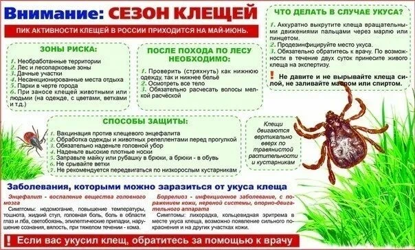 🌳 Осторожно, клещи: памятка для родителей 🌳

С приходом тепла мы всё чаще гуляем с детьми в парках