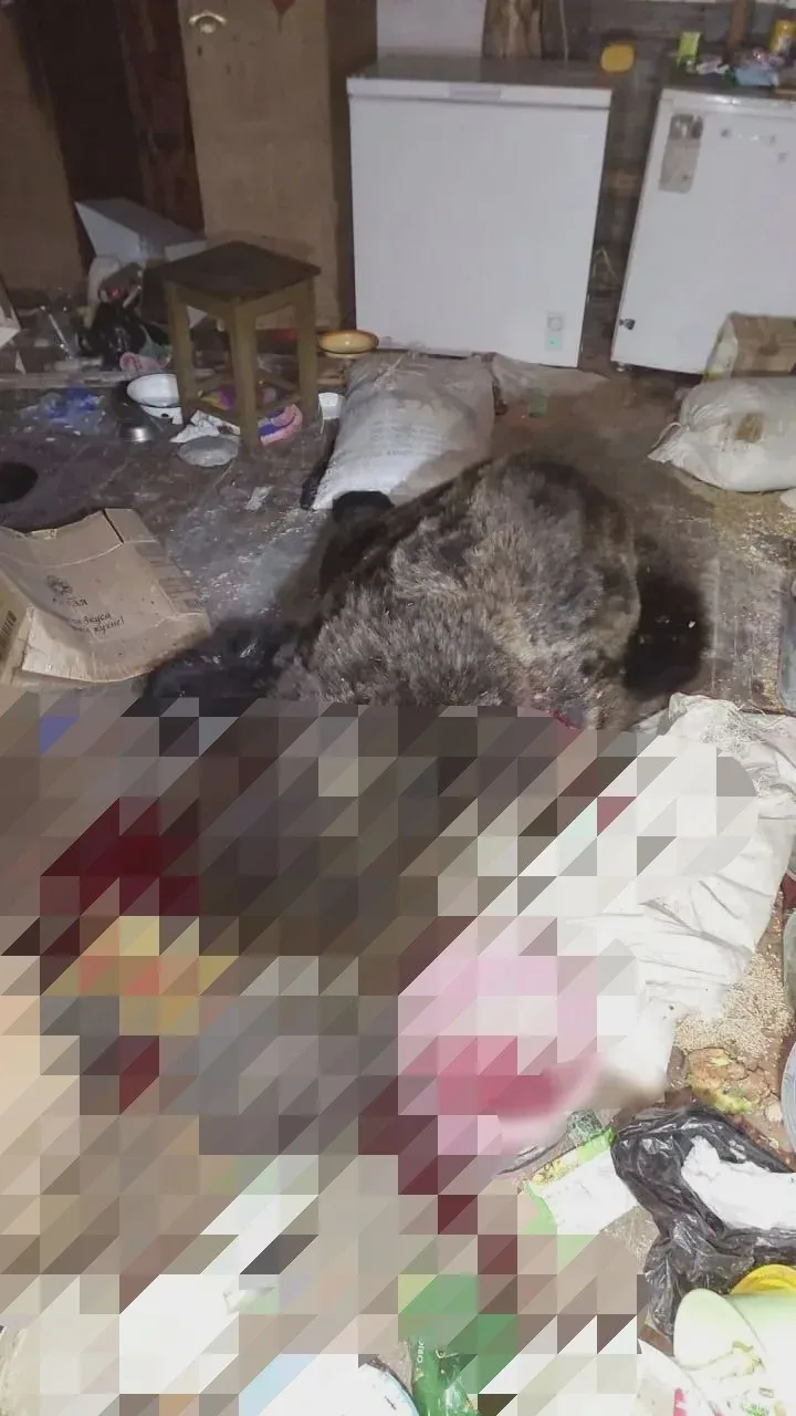 Медведь повредил дома в Суранаше
