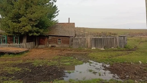 Медведь загрыз женщину во дворе дома в Красноярском крае