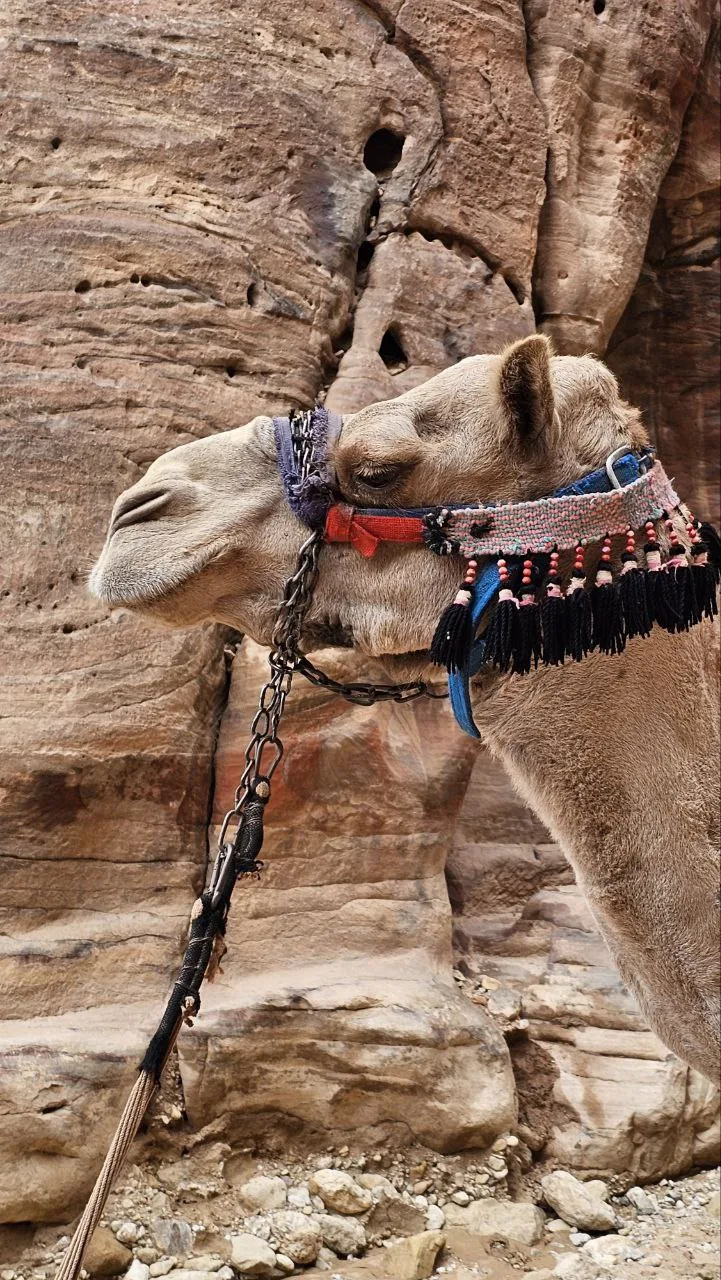 🇯🇴 ИОРДАНИЯ: МЁРТВОЕ МОРЕ, КРАСНОЕ МОРЕ ИЛИ ЗАГАДОЧНАЯ ПЕТРА? 🐫✨