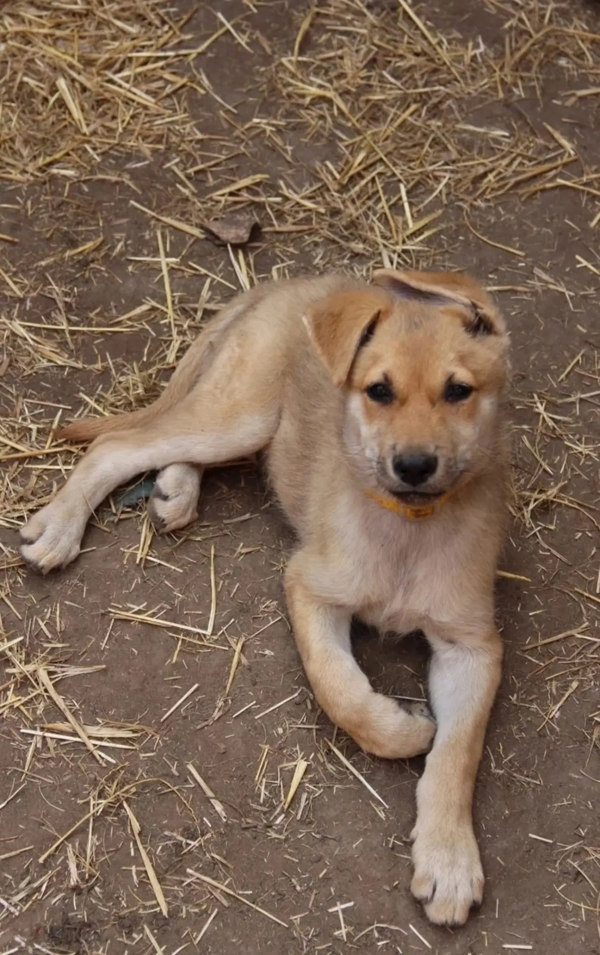 🐾✨ ЩЕНОК В ДОБРЫЕ РУКИ ! 🌟