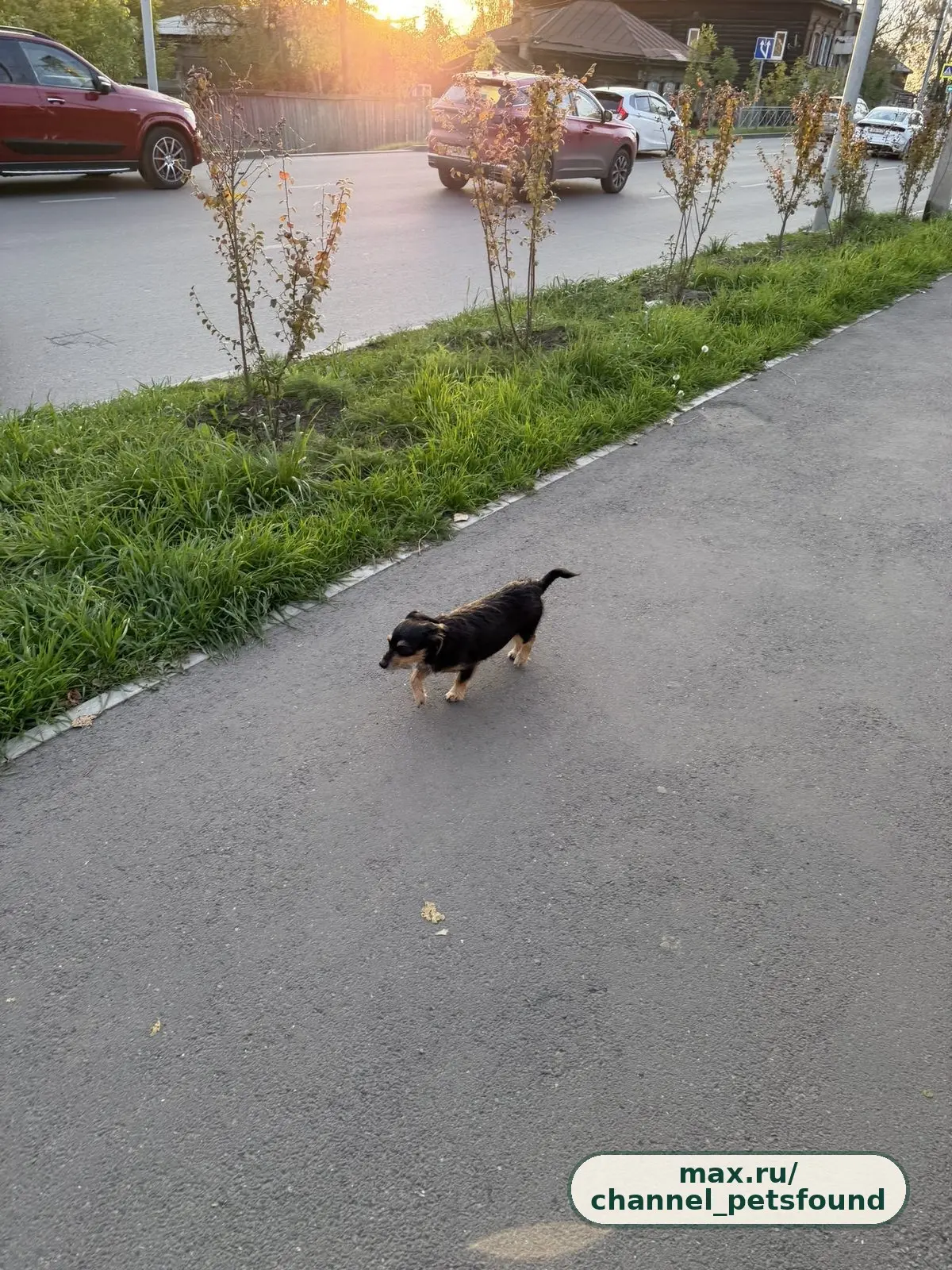 🐾 Найден питомец — Иркутск