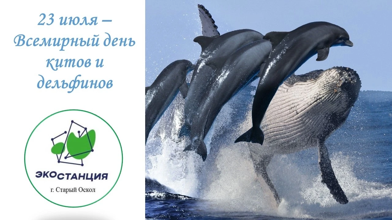 23 июля — Всемирный день китов и дельфинов 🐳🐬

Сегодня особенная дата в экологическом календаре. В