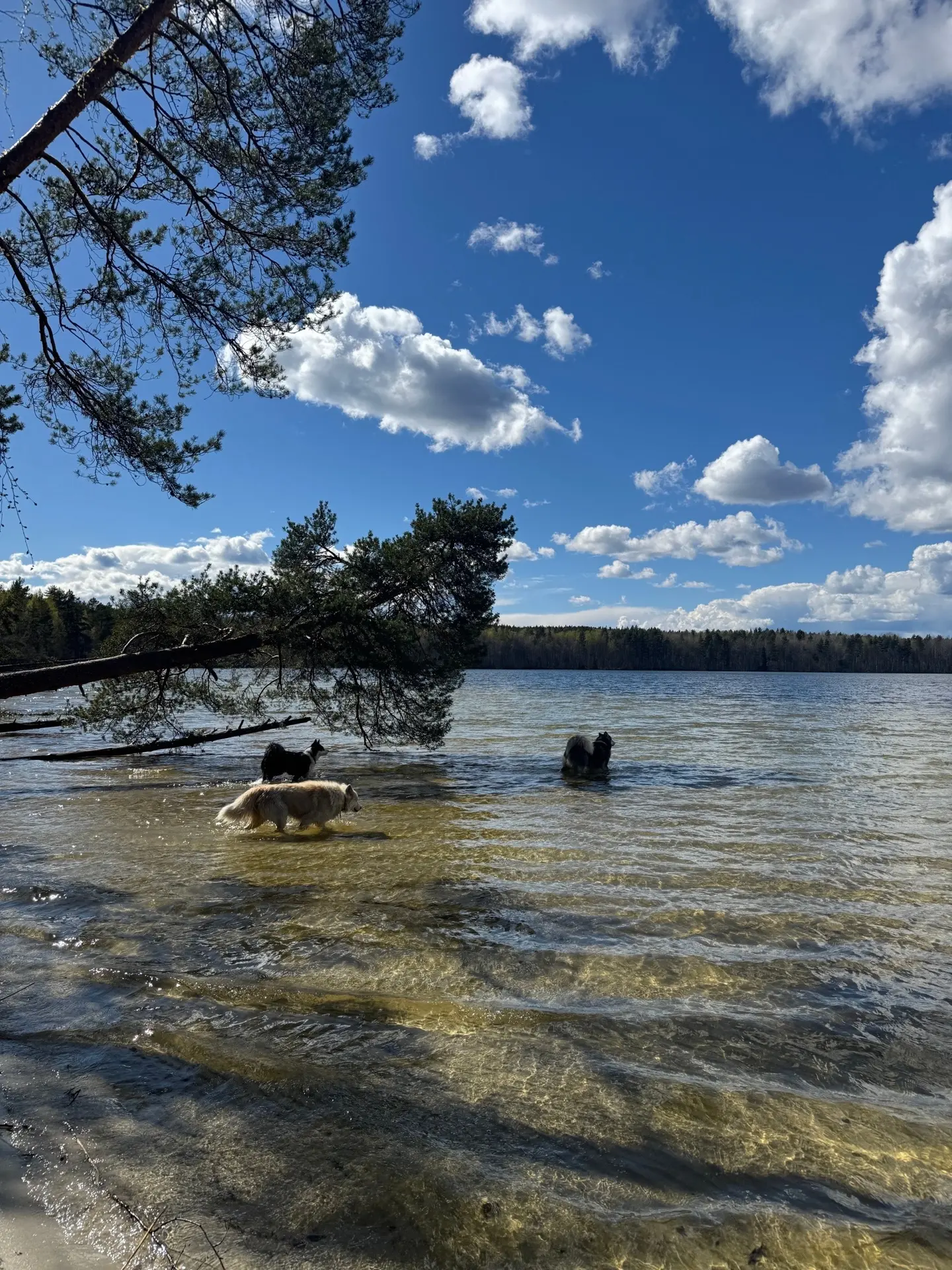 Прекрасные собаки на прекрасном Габозеро ❤️