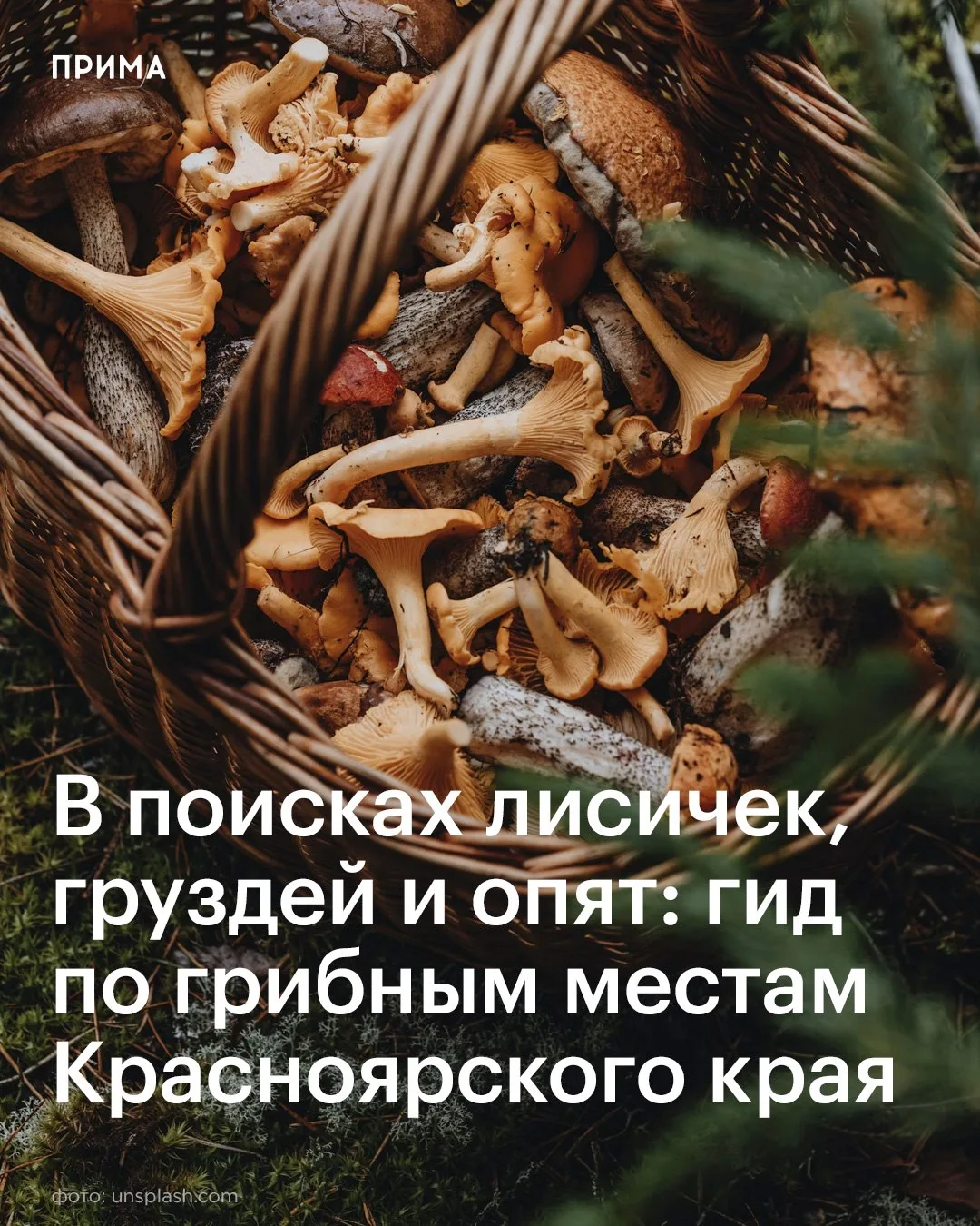В поисках лисичек, груздей и опят: гид по грибным местам края