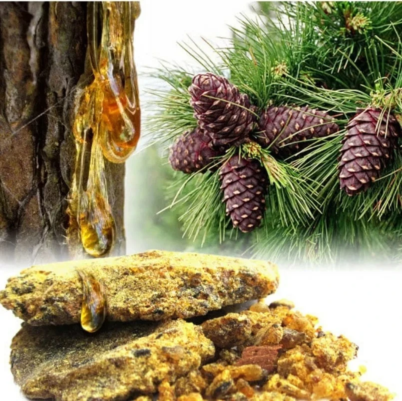 🌲Кедровая живица – дар природы.