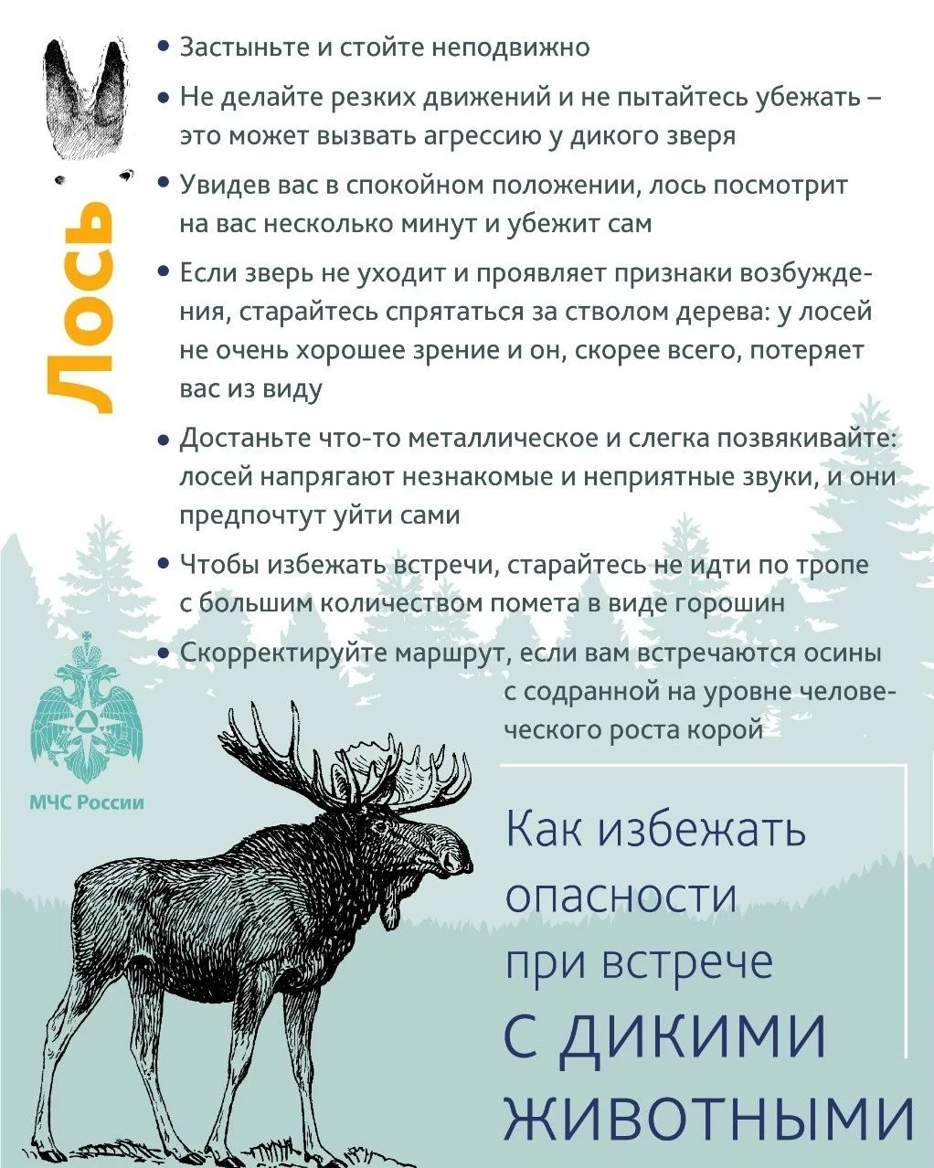 Встреча с диким зверем в лесу: знать, чтобы выжить!