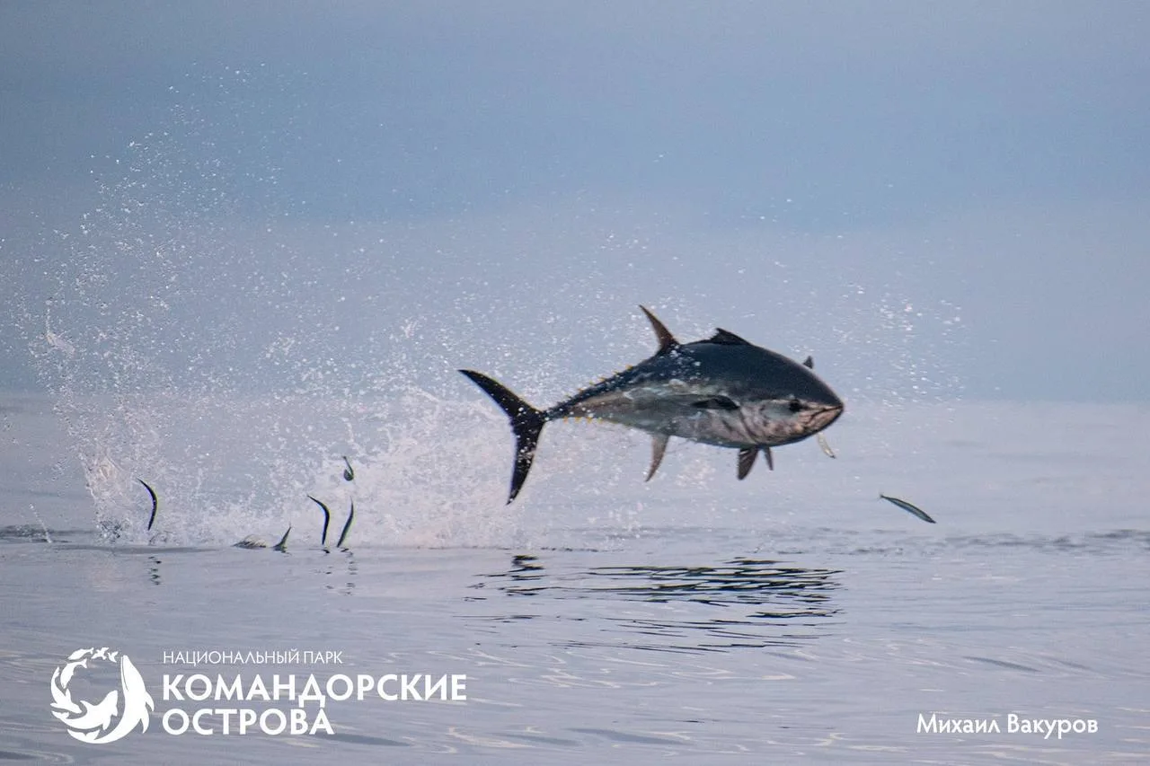 У берегов Командорских островов впервые зафиксировали тихоокеанского голубого тунца — с...
