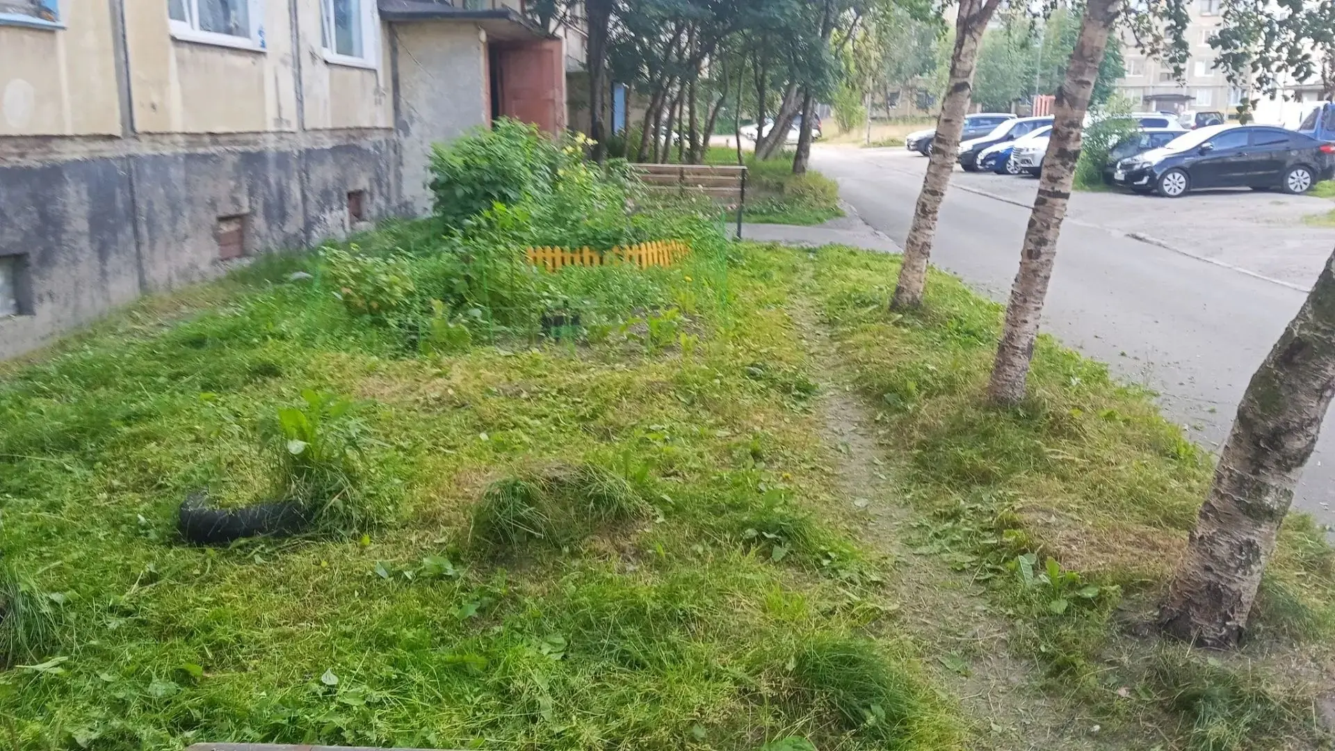 🌿 Летняя растительность — это красиво, но только до тех пор, пока не разрастается.