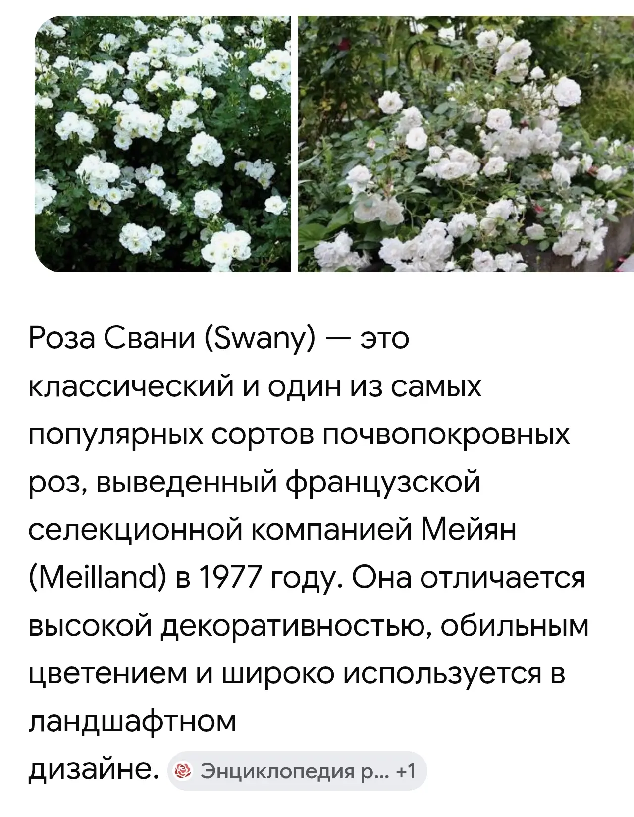 В наличии! 
Роза почвопокровная Свани
ЗКС 750 руб