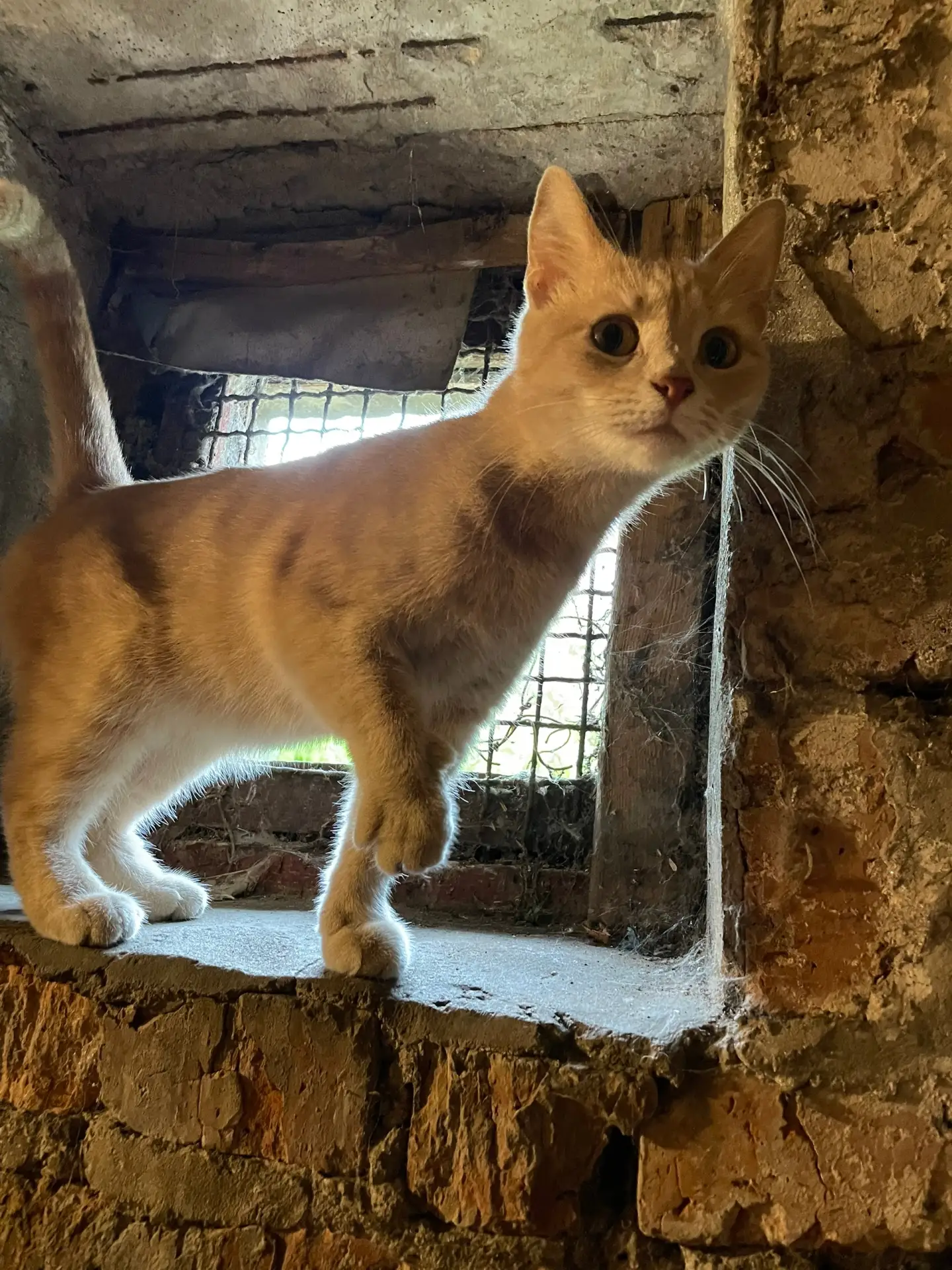Вязьма!Появилось у дома вот такое чудо 🐈 ,скорее всего подкинули…красивый персиковый ц...