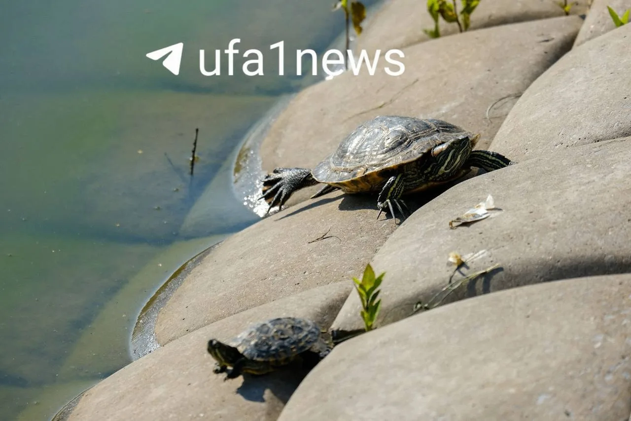 Изображение 3 к публикации «UFA1 | Новости Уфы и Башкортостана»