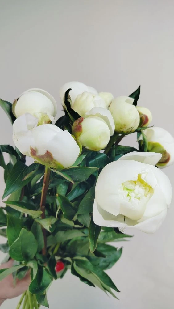 В наличии ✅
Пионы💐
89876736679
8(8352) 488808
пр. Тракторостроителей, д. 63а
💥Скидка на предзаказ 
