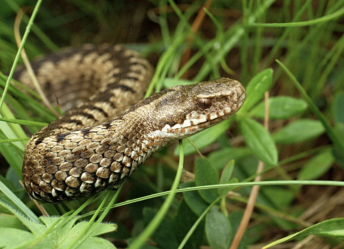 🐍 Гадюки рядом с Заринском. Стоит ли переживать?