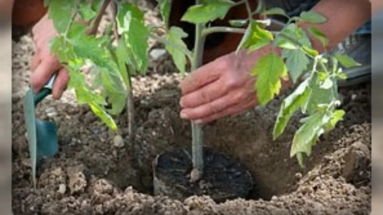 🍅 СЕКРЕТНАЯ ЗАПРАВКА ДЛЯ ЛУНКИ: ТРИ КИТА УРОЖАЯ  Копнул глубже — получил ведро помидоров. Добавьте в