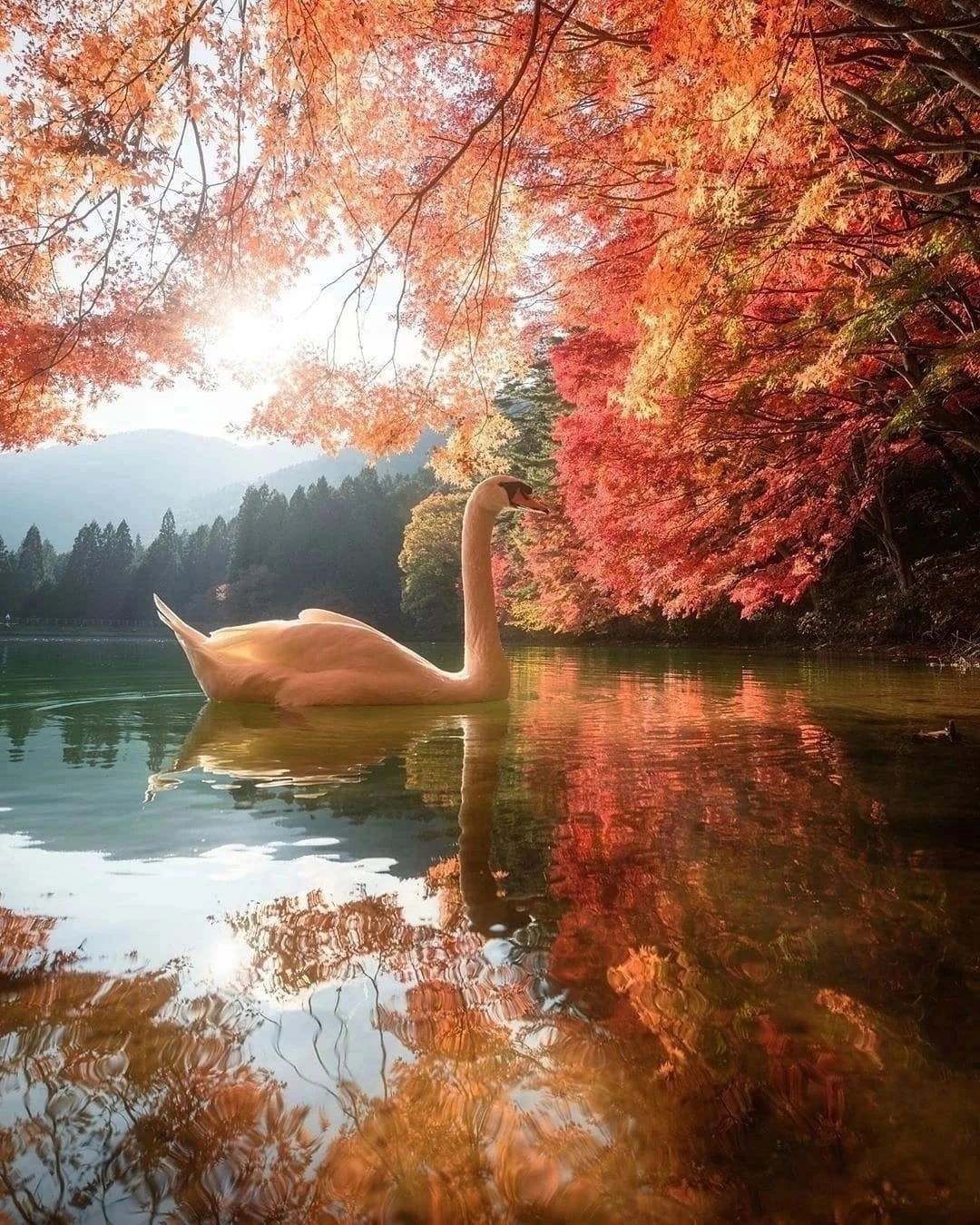 Золотая осень. 🍁🍂😍 Какое фото нравится вам больше 1,2,3...10?