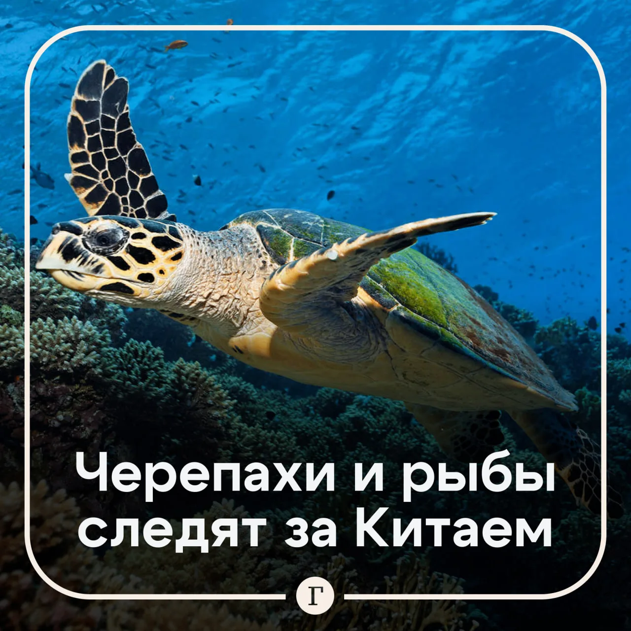 🐢 В Китае заявили о «шпионских черепахах и рыбах» у своих берегов.

Иностранные спецслужбы прикрепл