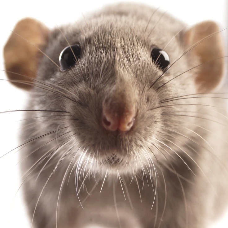 🐀 Наши крысы: фото от подписчиков