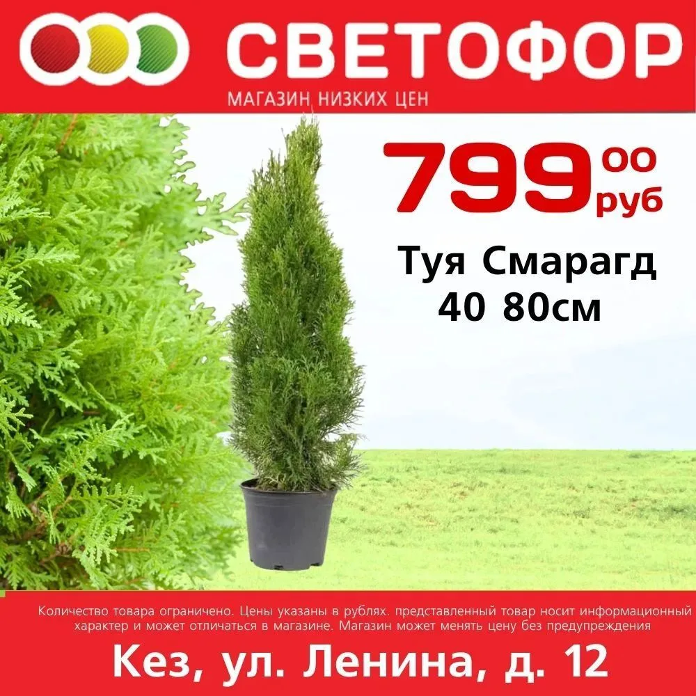 Туя Смарагд С2 40 80см