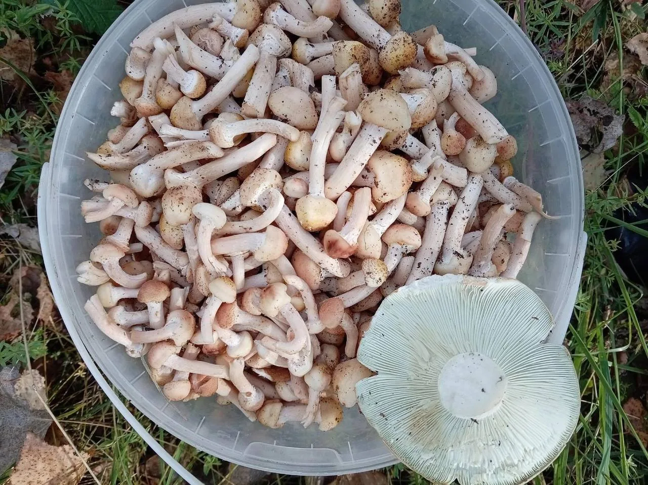 🍄 Опята пошли: первые грибы уже собирают жители Челябинской области
