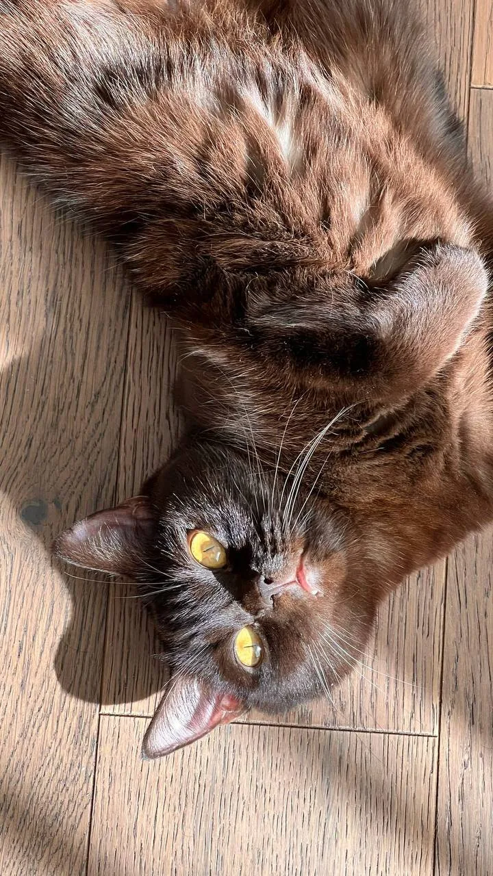 Давно Маркизы не было в ленте, уверен вы соскучились по шоколадной булке ♥️