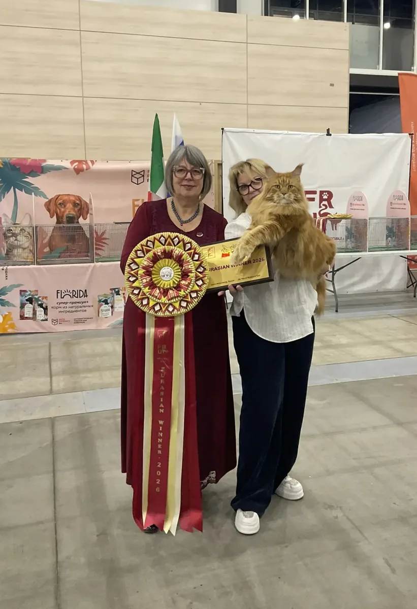 Кот нашего питомника и нашего разведения— «EURASIAN WINNER 2026»! Гордость питомника «Д...