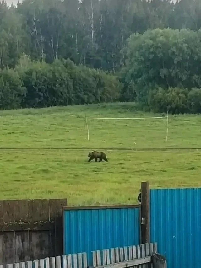 🐻 Күршеләргә айыу килгән...