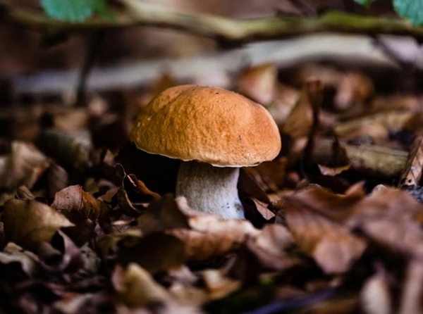 🍄‍🟫 "der Glückspilz" 🍄‍🟫