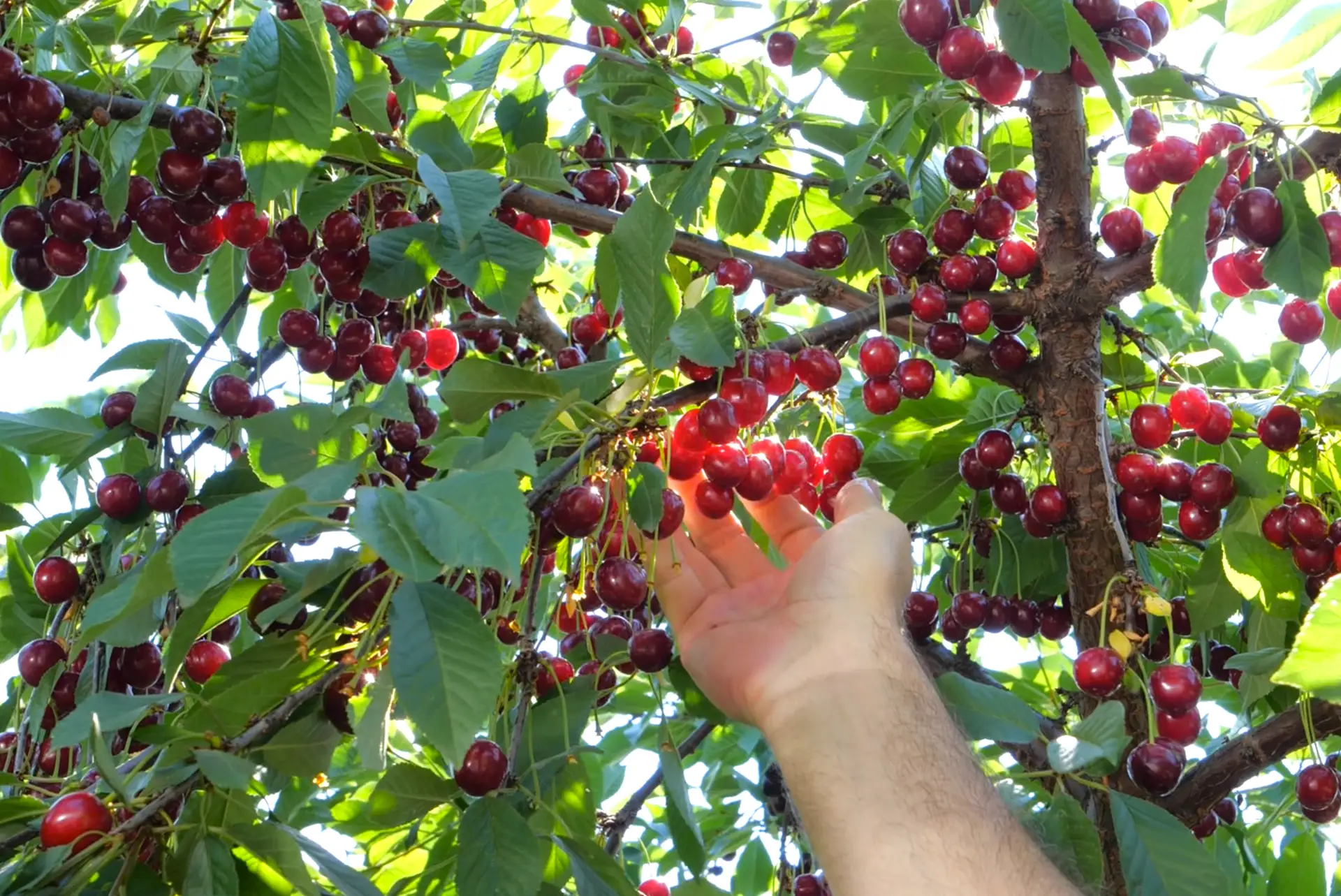 Вишня и возвратные заморозки 🍒 🌨  Я уже рассказывал, как помочь вишням опылиться, вот ссылка на стат