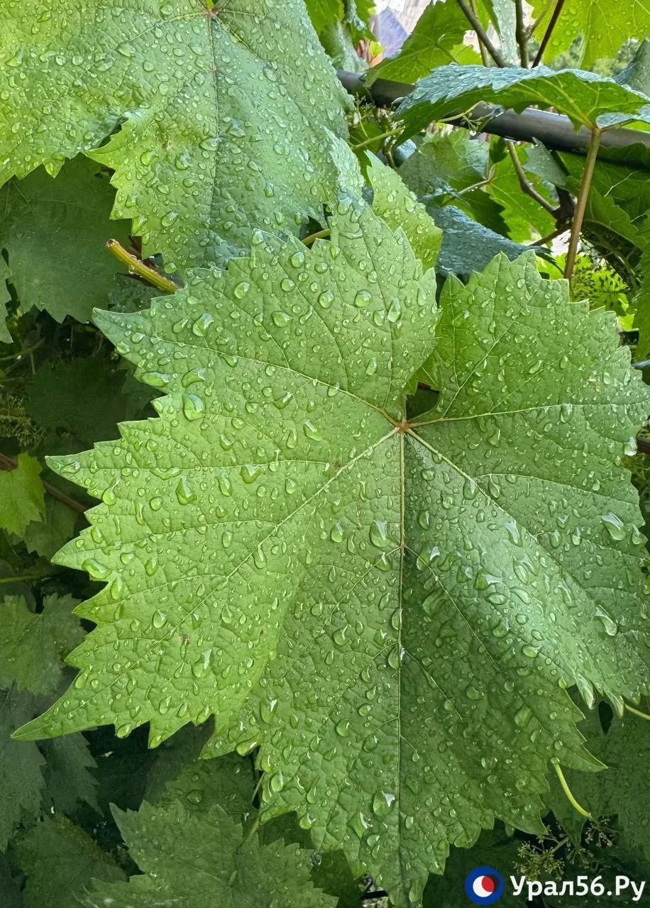 В Орске сегодня дождливо ☔️