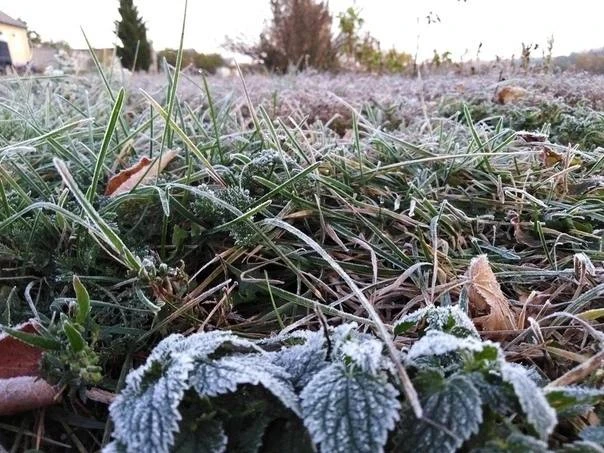 ❄️ В Липецкой области — ночные заморозки