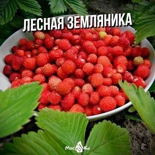 Мы ждали, ждали и дождАлись