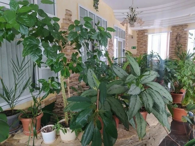 Суган кабыгы гөлләргә файда. Бер уч суган кабыгын 2 л суга салырга һәм сүрән утта 7 минут кайнатырга