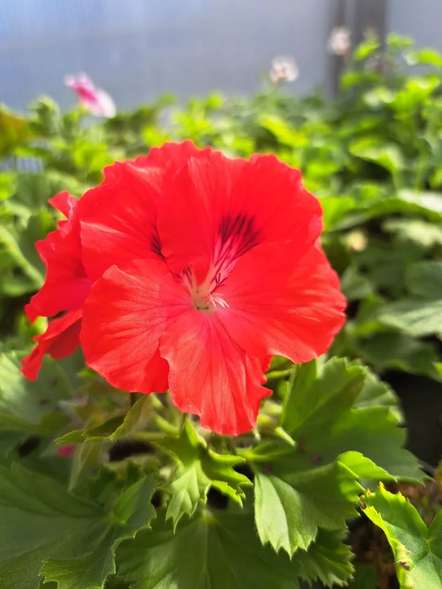 Всем здравствуйте! Весна идёт- весне дорогу! 🌱🌞🌷 Рады сообщить, что мы завершили массовое укоренение