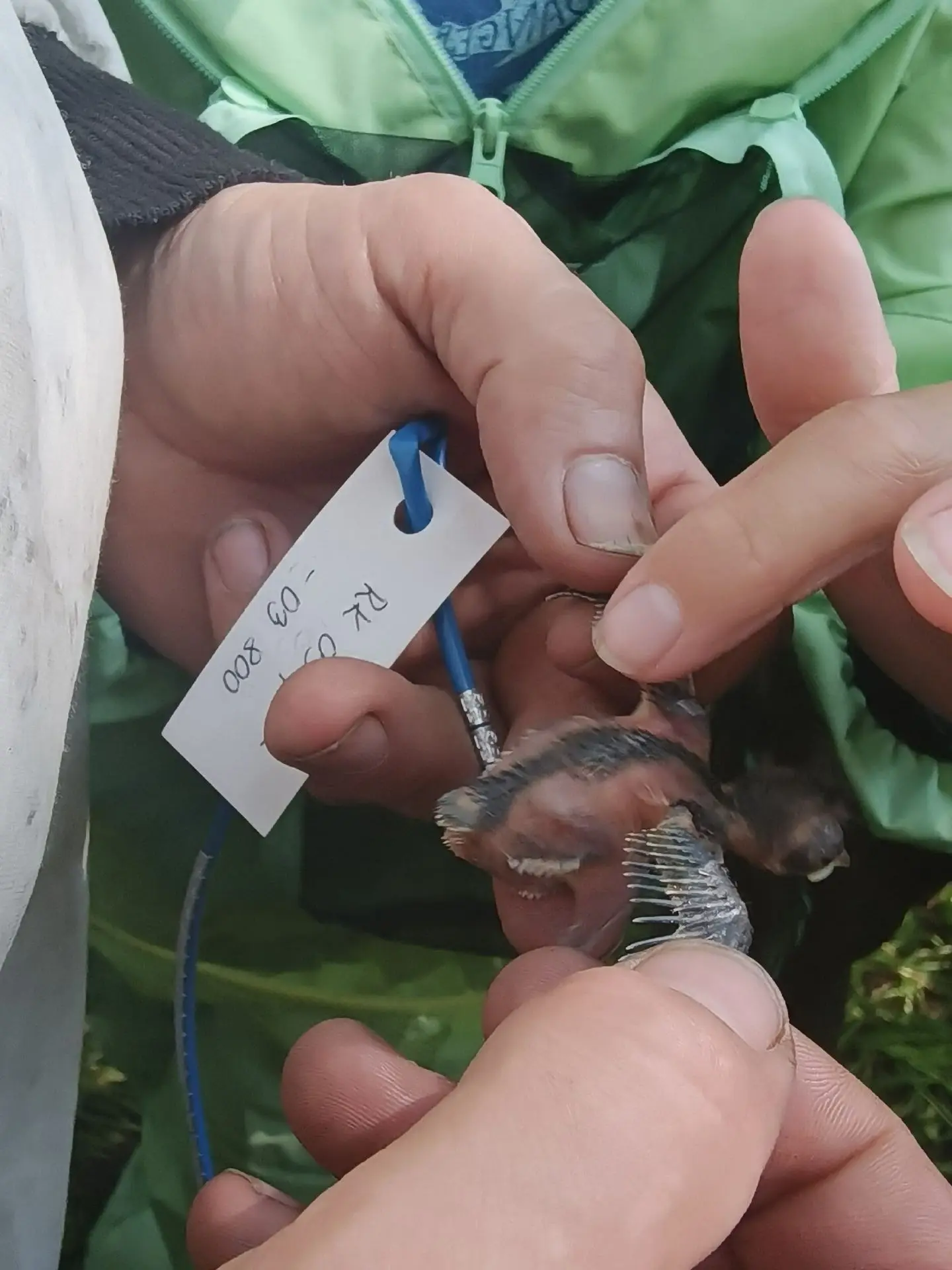 🌾🐦‍⬛🍃 Орнитологический практикум на Коларовской биостанции.
 
Ребята из актива «Экополюс» Дворца 