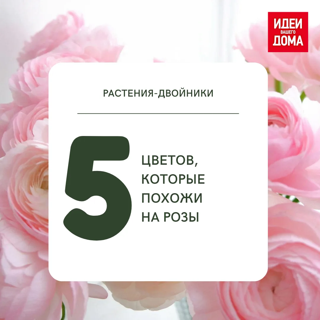 Любите королеву сада, но устали от ее капризного характера и не хотите больше ранить руки о шипы? Во