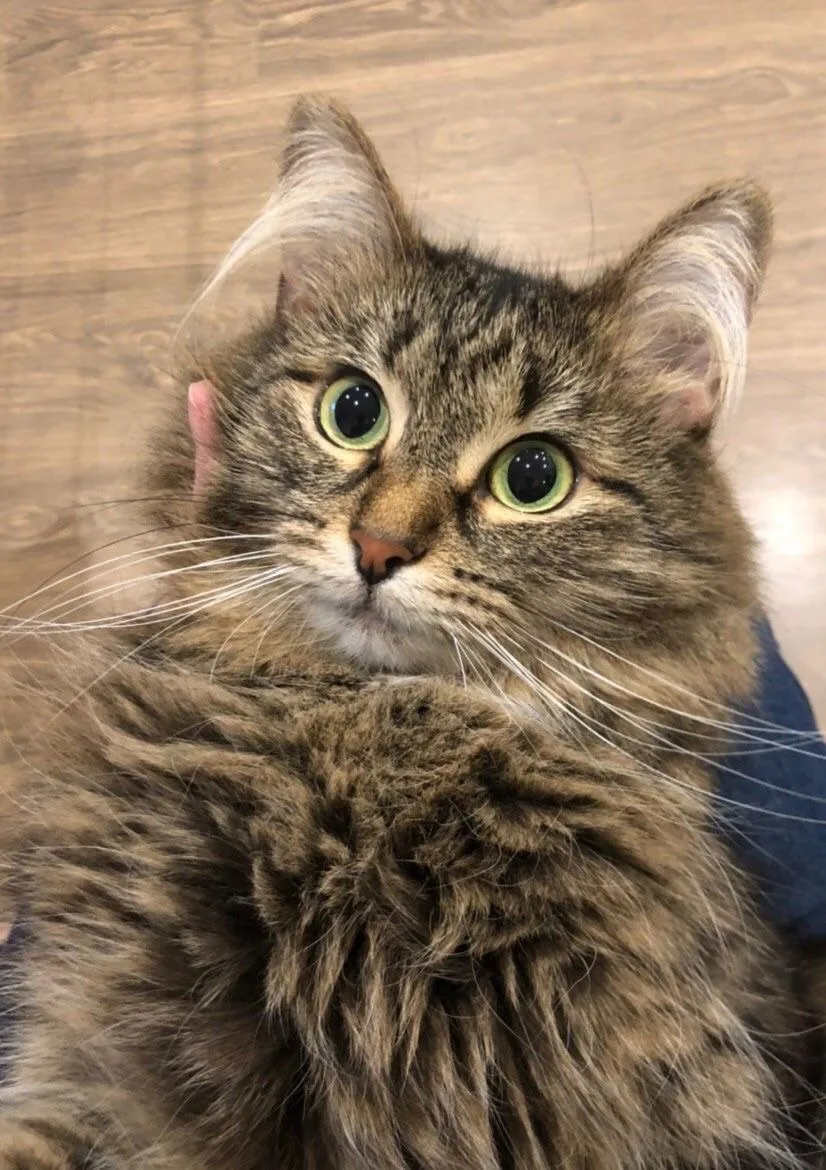 #КотикПодписчика 🥰