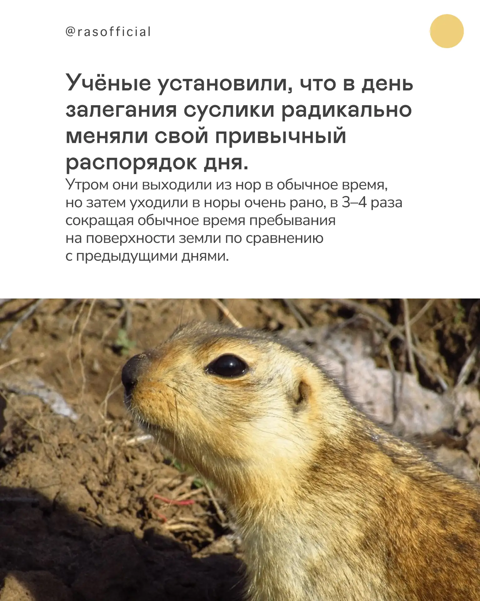 У зимоспящего грызуна обнаружен особый поведенческий комплекс перед залеганием в спячку