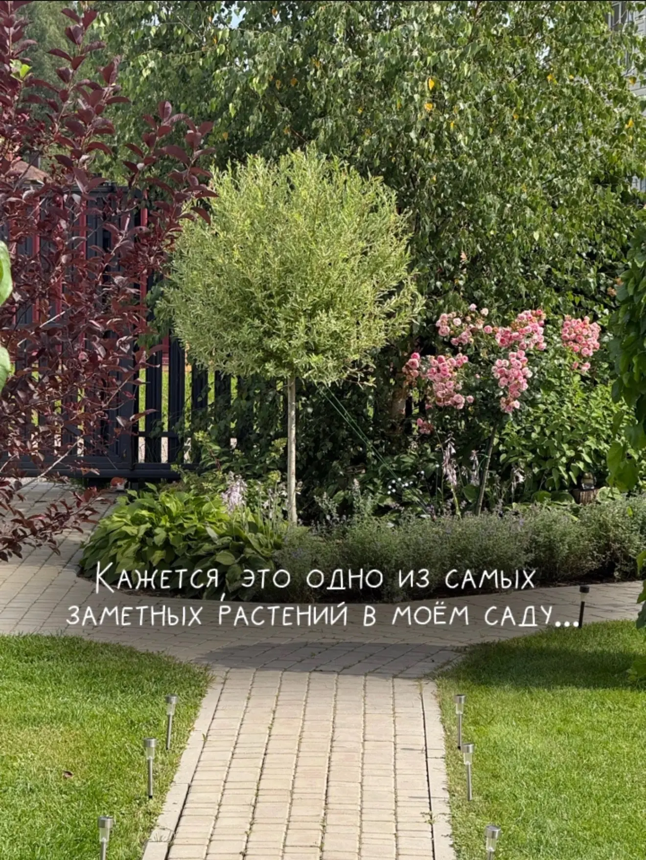 Меня часто спрашивают про это деревце у меня в саду.
Это ива Хакуро Нишики на штамбе.

Нежные листик