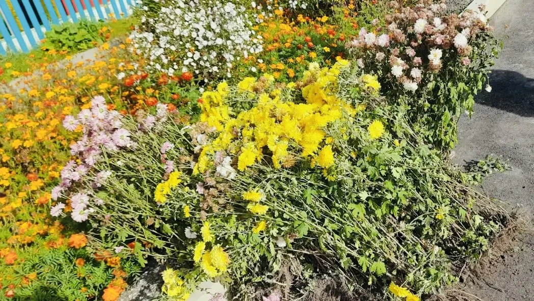 Продолжаем созидать цветочную красоту вокруг любимого детского сада! 💐 Сегодня высадил...