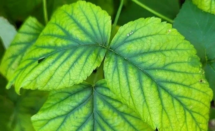 Сохнут листья и ветки малины: основные причины и лечение 🌿🥀

Летом усыхание малины вызывают три гл