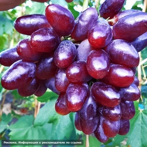 🔥 ХИТ ДАЧНОГО СЕЗОНА 2026 🔥  🌿 Саженцы, которые разбирают тысячами! 🍓 Сладкая клубника 🍇 Морозостойк